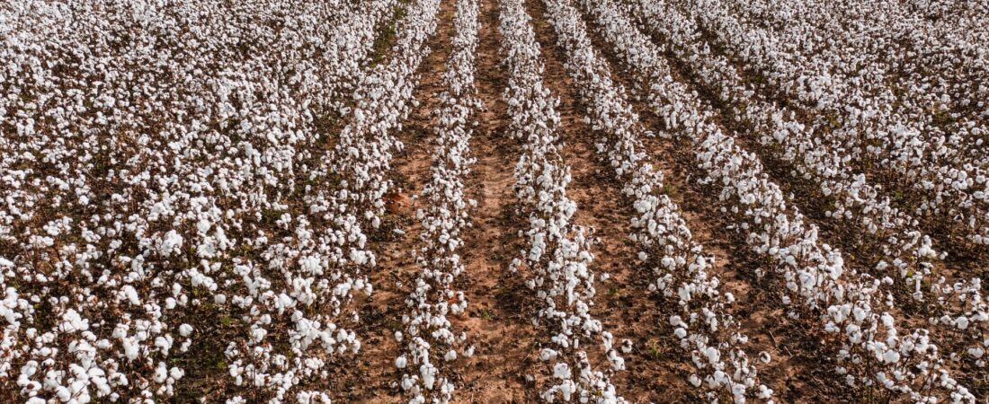 El viaje del algodón: la nueva conversación detrás de un buen jean